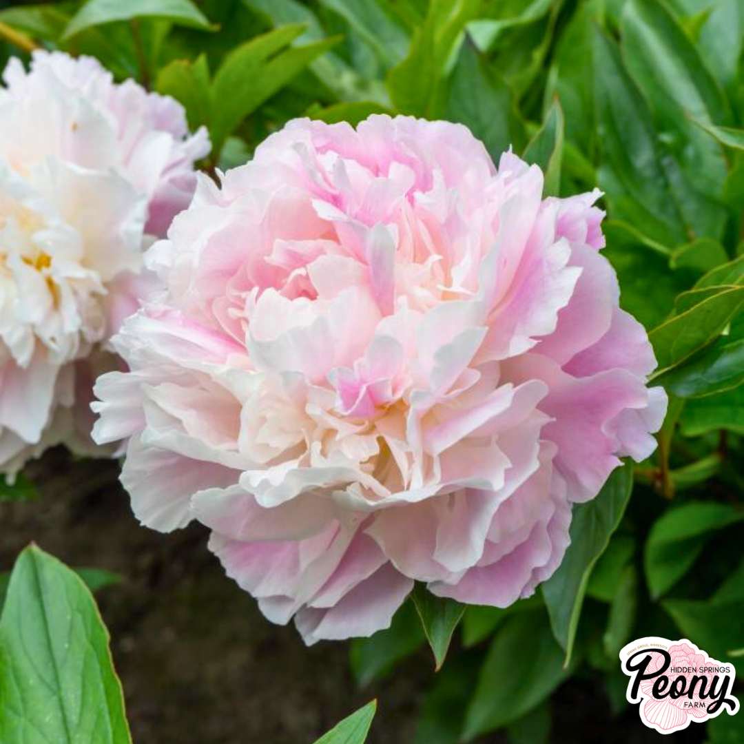 Mother's Choice Peony — Hidden Springs Peony Farm